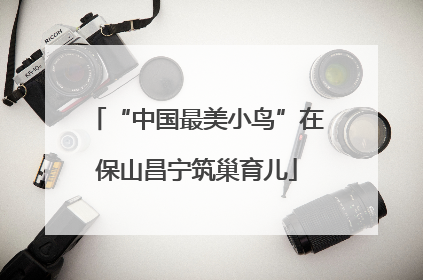“中国最美小鸟”在保山昌宁筑巢育儿