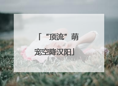 “顶流”萌宠空降汉阳