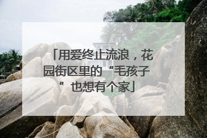 用爱终止流浪，花园街区里的“毛孩子”也想有个家