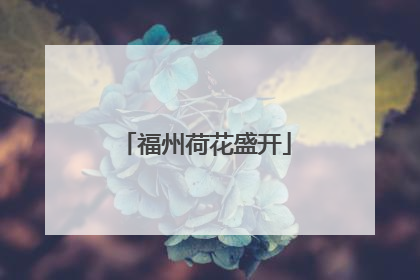 福州荷花盛开