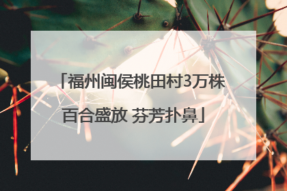 福州闽侯桃田村3万株百合盛放 芬芳扑鼻
