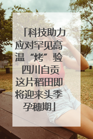 科技助力应对罕见高温“烤”验 四川自贡这片稻田即将迎来头季孕穗期