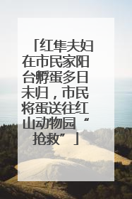 红隼夫妇在市民家阳台孵蛋多日未归，市民将蛋送往红山动物园“抢救”