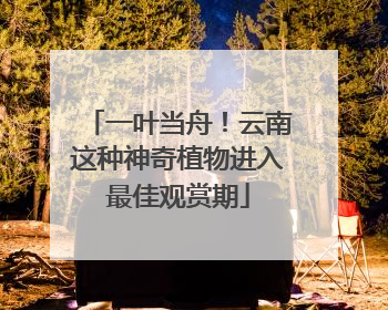 一叶当舟！云南这种神奇植物进入最佳观赏期