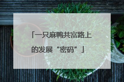 一只麻鸭共富路上的发展“密码”