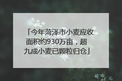 今年菏泽市小麦应收面积约930万亩，超九成小麦已颗粒归仓