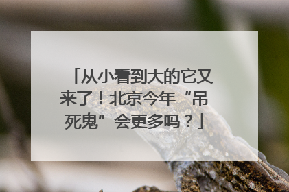 从小看到大的它又来了！北京今年“吊死鬼”会更多吗？