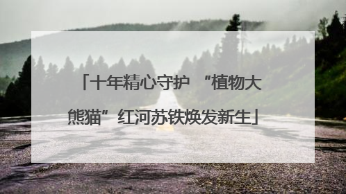 十年精心守护 “植物大熊猫”红河苏铁焕发新生