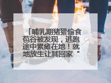 哺乳期猪獾偷食苞谷被发现，逃跑途中累瘫在地！就地放生让其回家“奶孩子”
