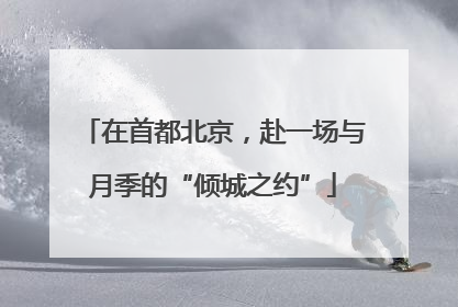 在首都北京，赴一场与月季的“倾城之约”
