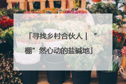 寻找乡村合伙人｜“棚”然心动的盐碱地