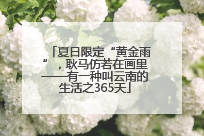 夏日限定“黄金雨”，耿马仿若在画里——有一种叫云南的生活之365天