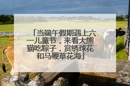 当端午假期遇上六一儿童节，来看大熊猫吃粽子，赏绣球花和马鞭草花海
