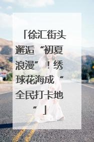 徐汇街头邂逅“初夏浪漫”！绣球花海成“全民打卡地”