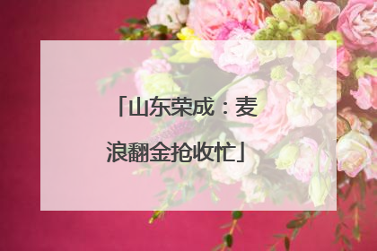 山东荣成：麦浪翻金抢收忙