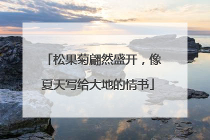 松果菊翩然盛开，像夏天写给大地的情书