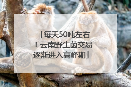 每天50吨左右！云南野生菌交易逐渐进入高峰期