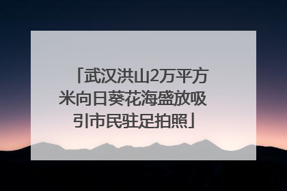 武汉洪山2万平方米向日葵花海盛放吸引市民驻足拍照