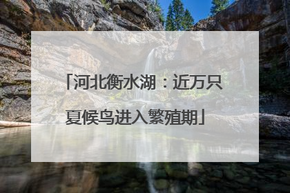 河北衡水湖：近万只夏候鸟进入繁殖期
