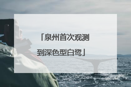 泉州首次观测到深色型白鹭