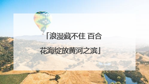浪漫藏不住 百合花海绽放黄河之滨