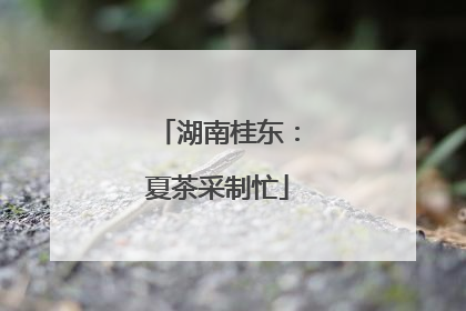 湖南桂东：夏茶采制忙