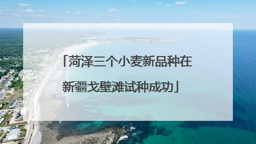 菏泽三个小麦新品种在新疆戈壁滩试种成功