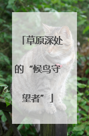 草原深处的“候鸟守望者”