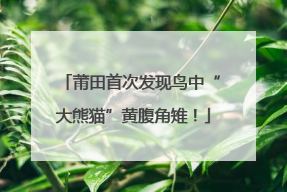 莆田首次发现鸟中“大熊猫”黄腹角雉！
