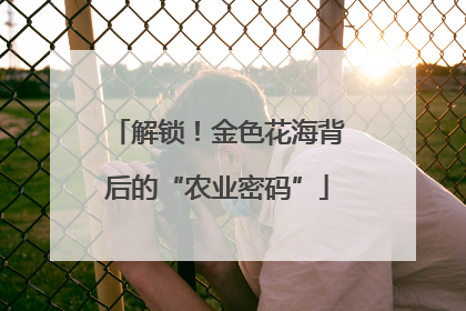 解锁！金色花海背后的“农业密码”