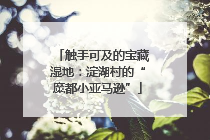触手可及的宝藏湿地：淀湖村的“魔都小亚马逊”