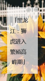黑龙江：狮虎进入繁殖高峰期
